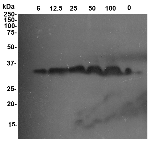 western blot detection of tobacco class I beta 1,3 glucanase 